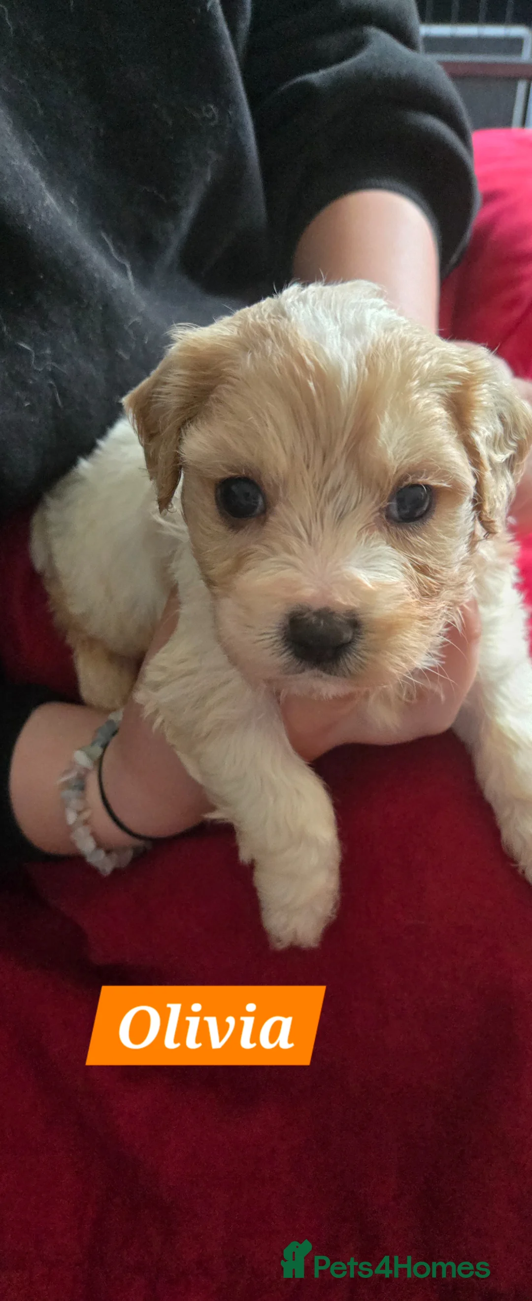 Cavachon dogs for sale: Gorgeous Cavachon puppies - Advert 1