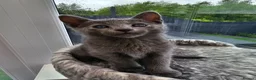 Russian Blue cats for sale: GCCF Registered Russian Blue Kittens in Tredegar - Advert 19