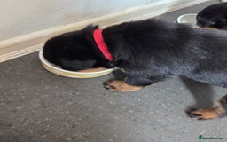 Rottweiler dogs for sale: 22 Week old female Rottweiler  - Advert 8