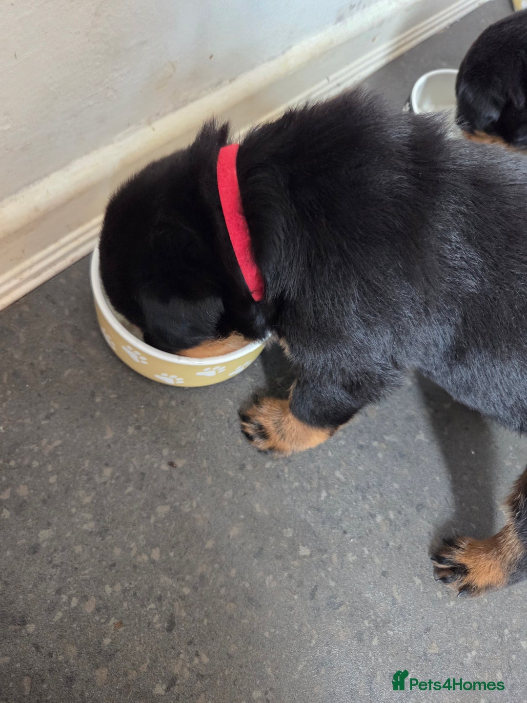 Rottweiler dogs for sale: 22 Week old female Rottweiler  - Advert 8