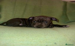 Staffordshire Bull Terrier dogs for sale: Blue Staffies - Image 7