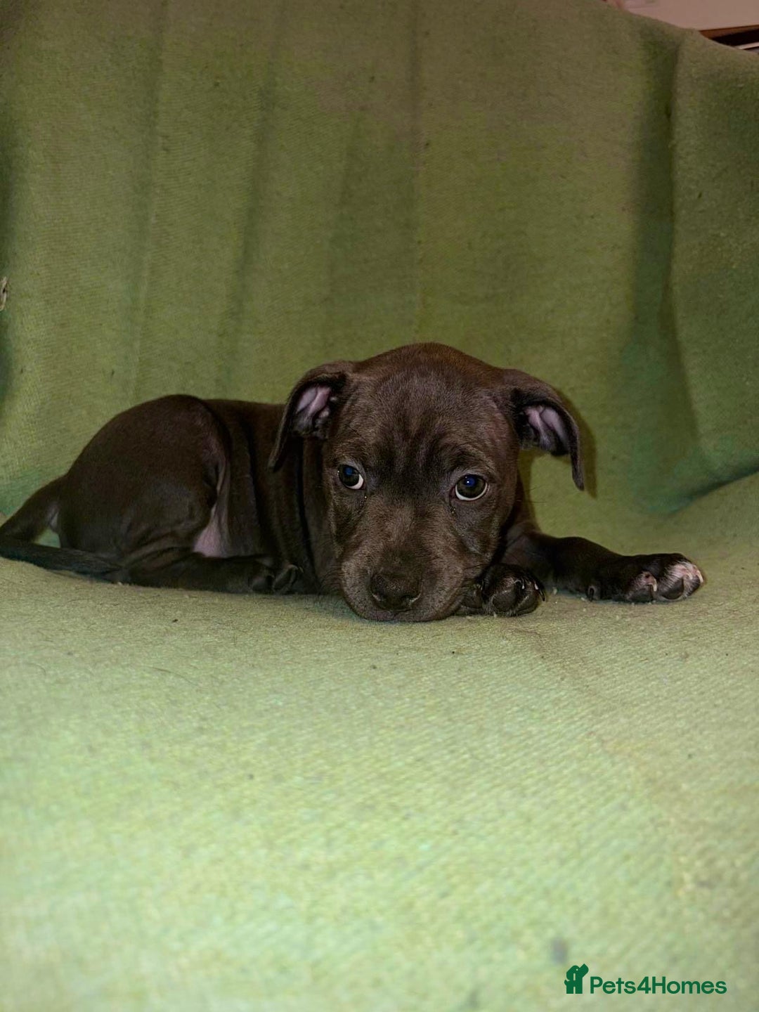 Staffordshire Bull Terrier dogs for sale: Blue Staffies - Image 7