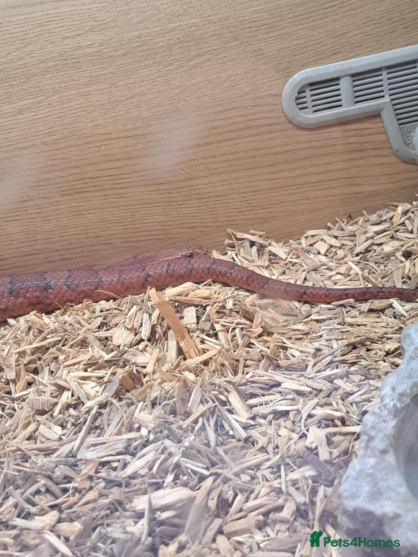 Corn Snake reptiles Corn snake for sale only  - Advert 1
