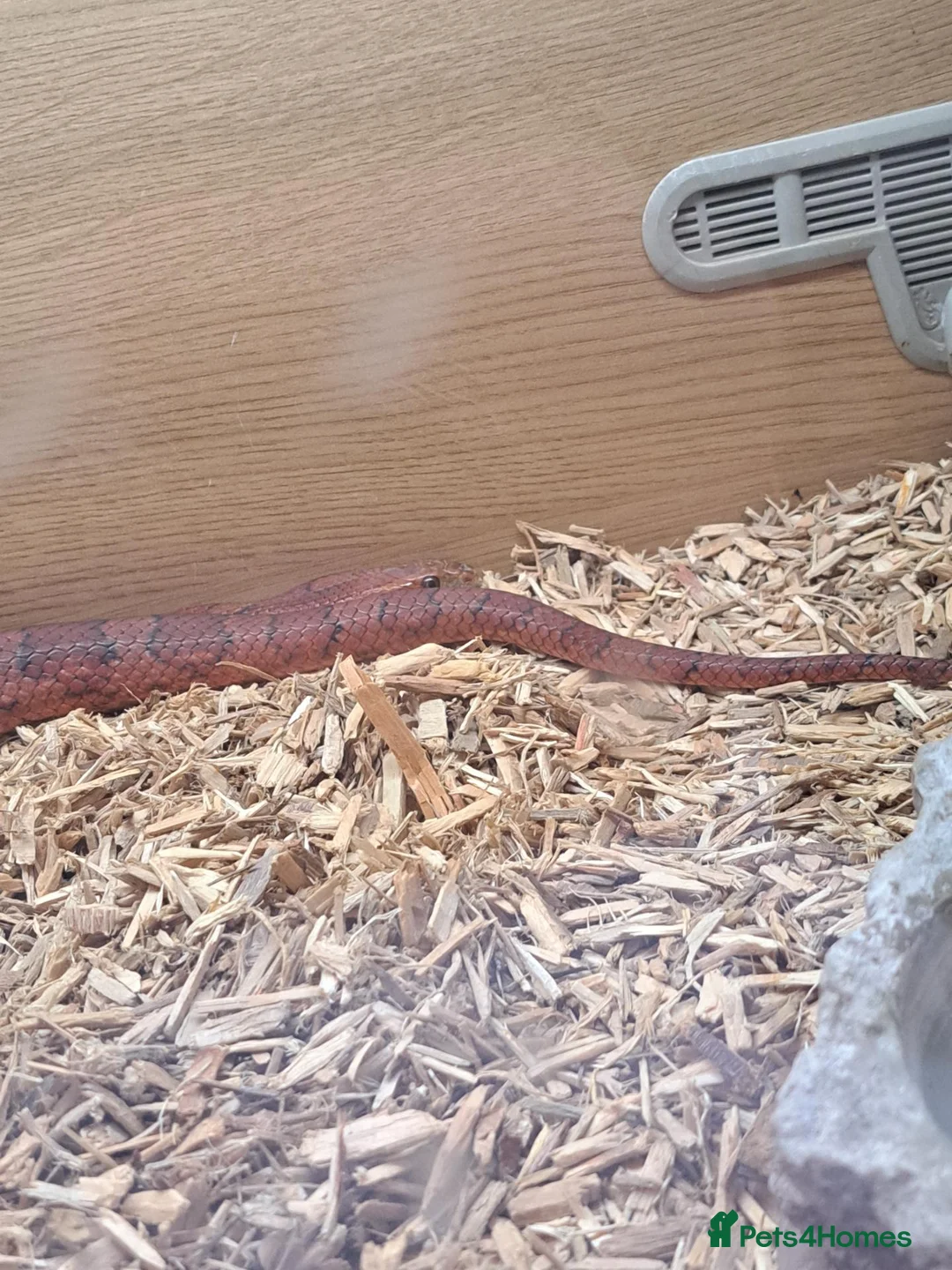 Corn Snake reptiles for sale: Corn snake for sale only  - Advert 1