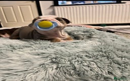 English Bulldog dogs for sale: Beautiful British bulldog pups  - Image 20