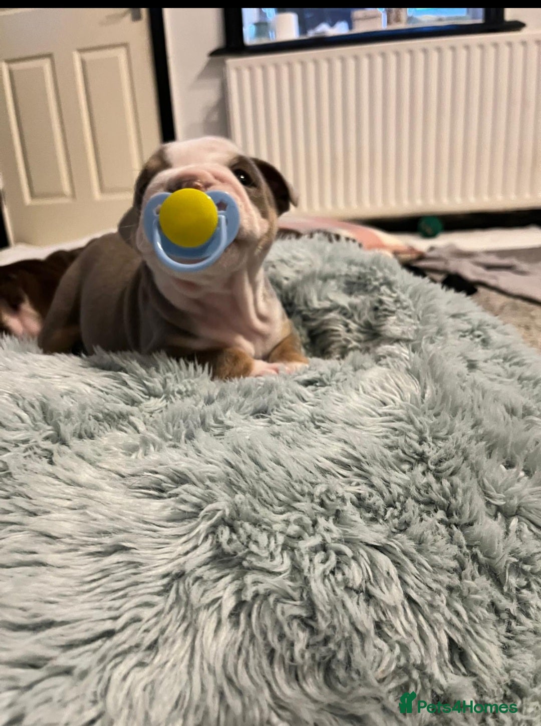 English Bulldog dogs for sale: Beautiful British bulldog pups  - Image 20