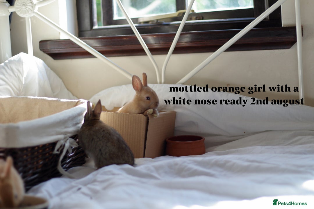 Netherland Dwarf rabbits for sale: pure bred netherland dwarf new litter - Image 18