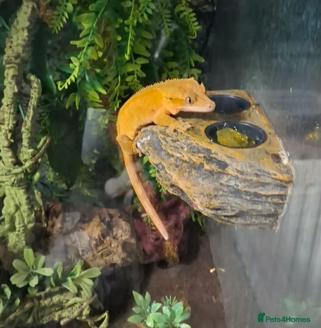 Gecko reptiles for sale: Crested geckos and full setups in Market Rasen - Advert 7