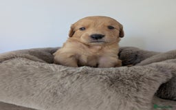 Golden Retriever dogs for sale: Beautiful Golden retriever puppies  - Image 11
