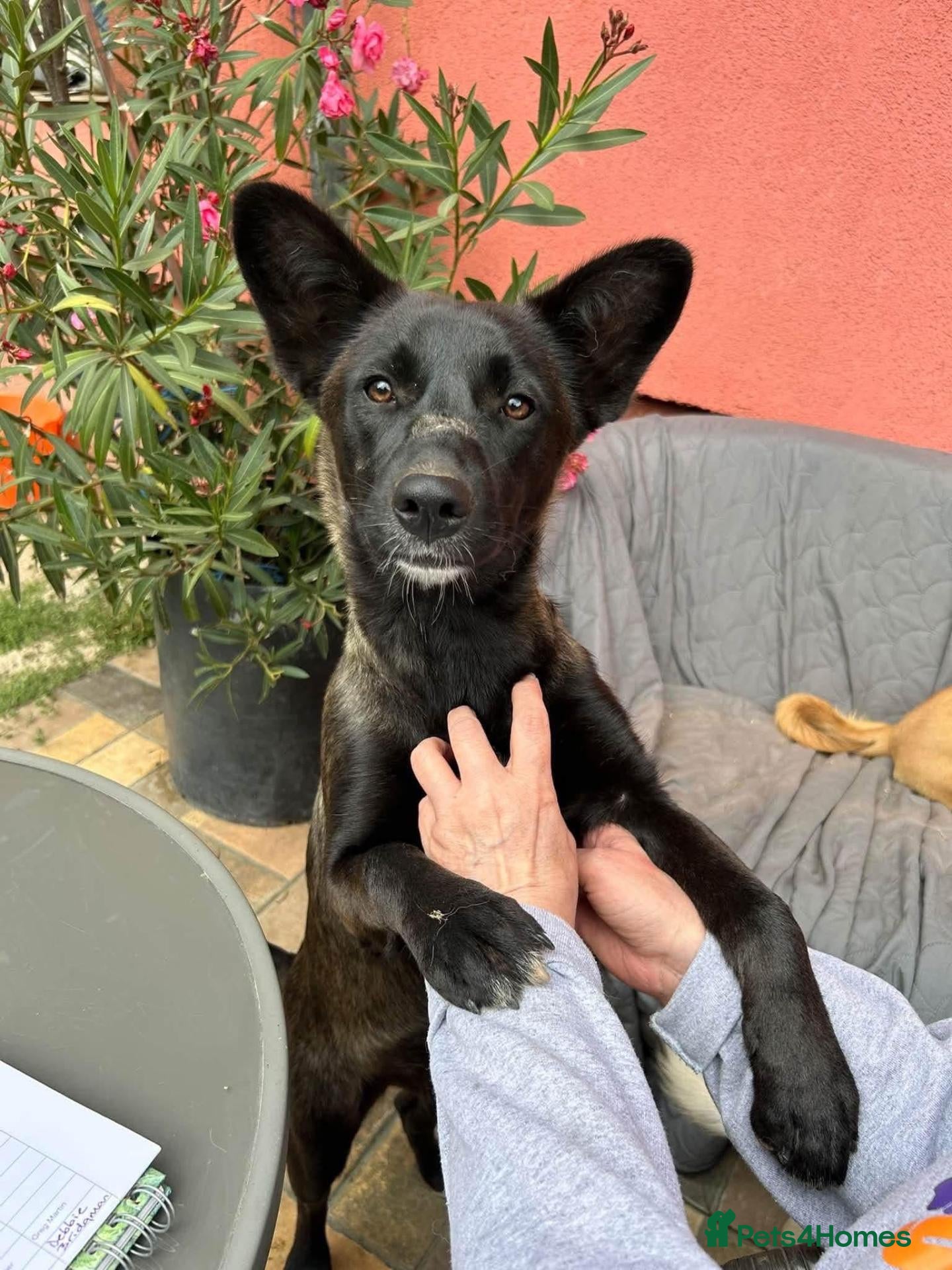 Mixed Breed dogs ATHENA -clever/loving/happy/loves dogs/playful  - Advert 1