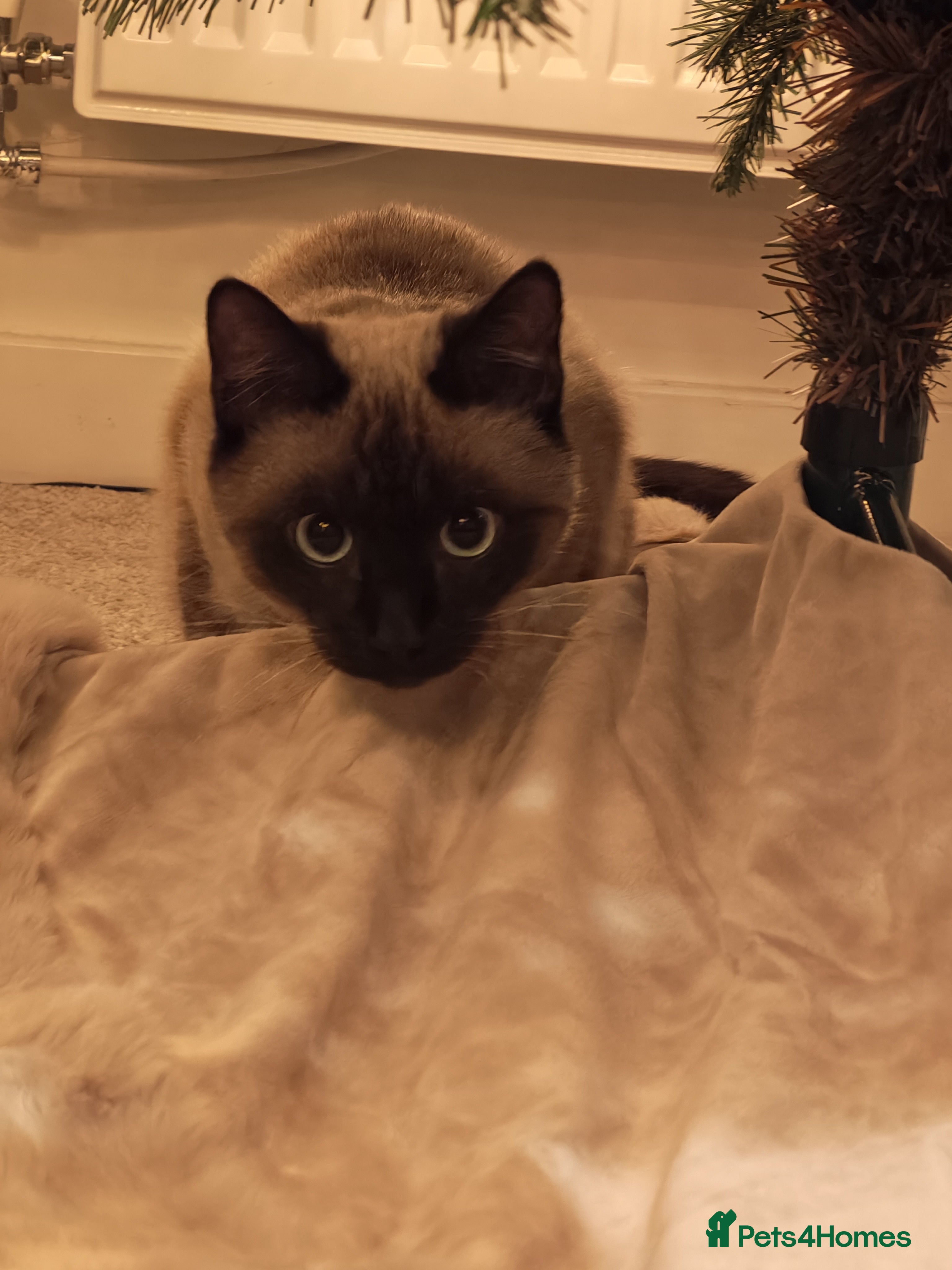 Mixed Breed cats Siamese kitten 6 months old - Advert 6