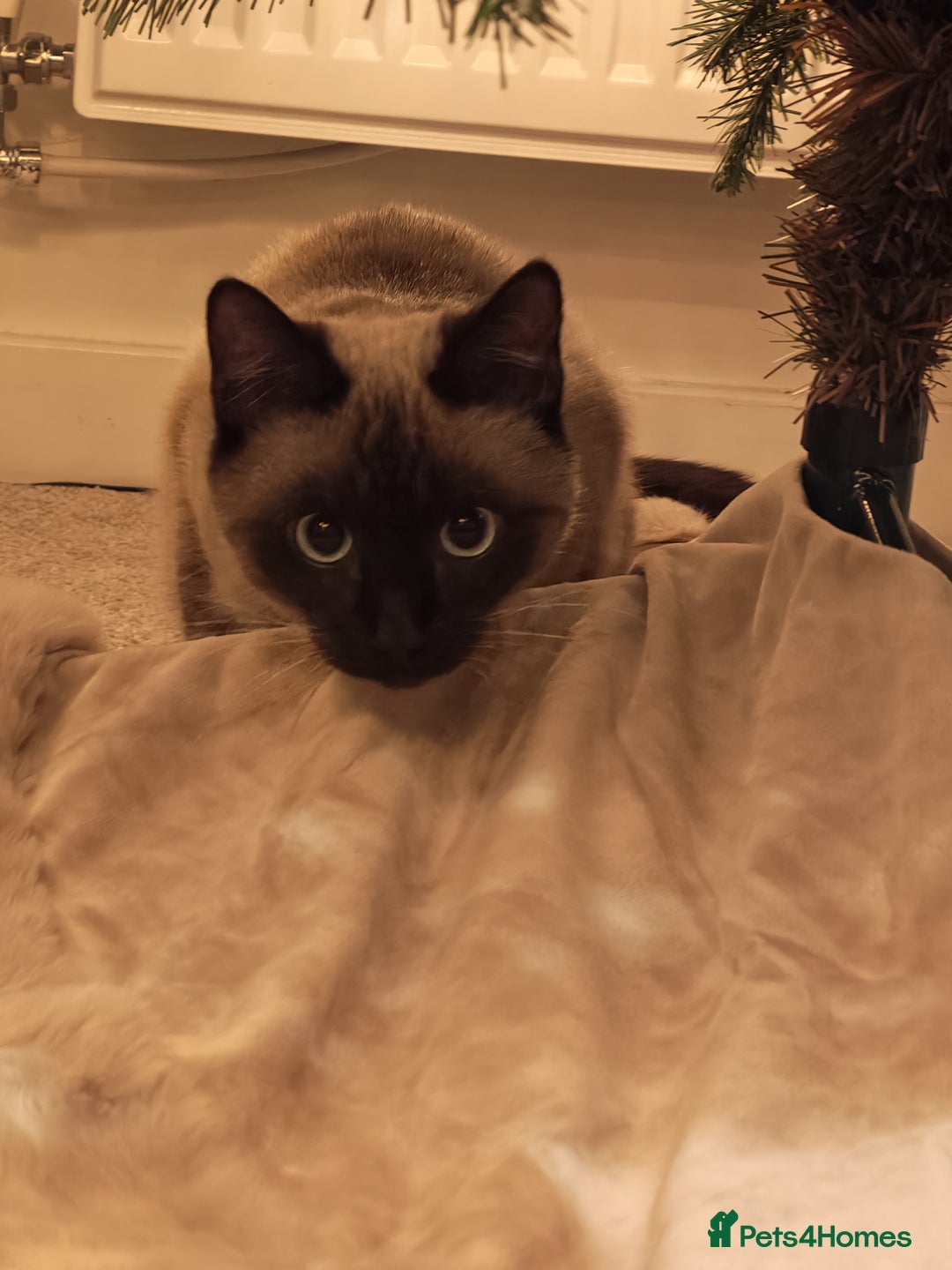 Mixed Breed cats for sale: Siamese kitten 6 months old - Advert 1
