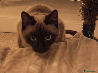 Mixed Breed cats Siamese kitten 6 months old - Advert 1