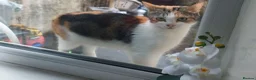 Mixed Breed cats for sale: Cat for sale in Burnley - Advert 2