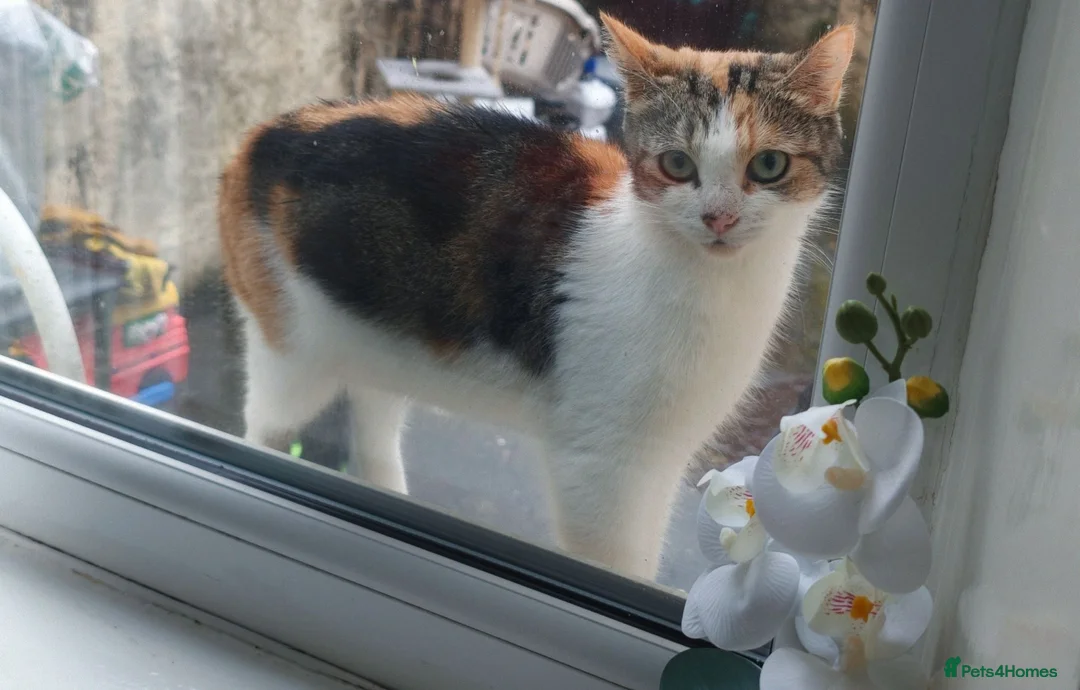 Mixed Breed cats for sale: Cat for sale in Burnley - Advert 2