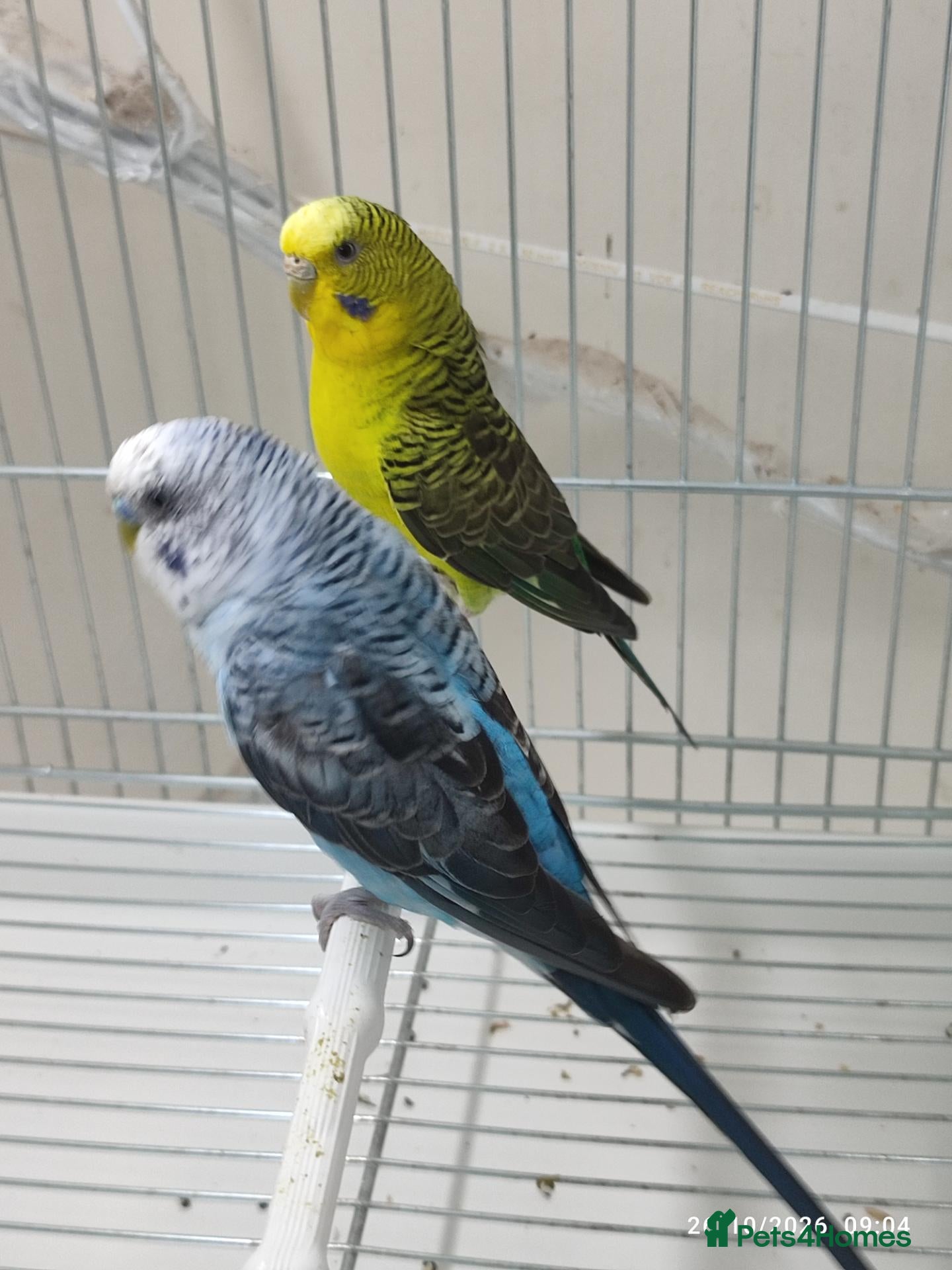 Budgerigars birds for sale: Black wings pair  - Advert 1