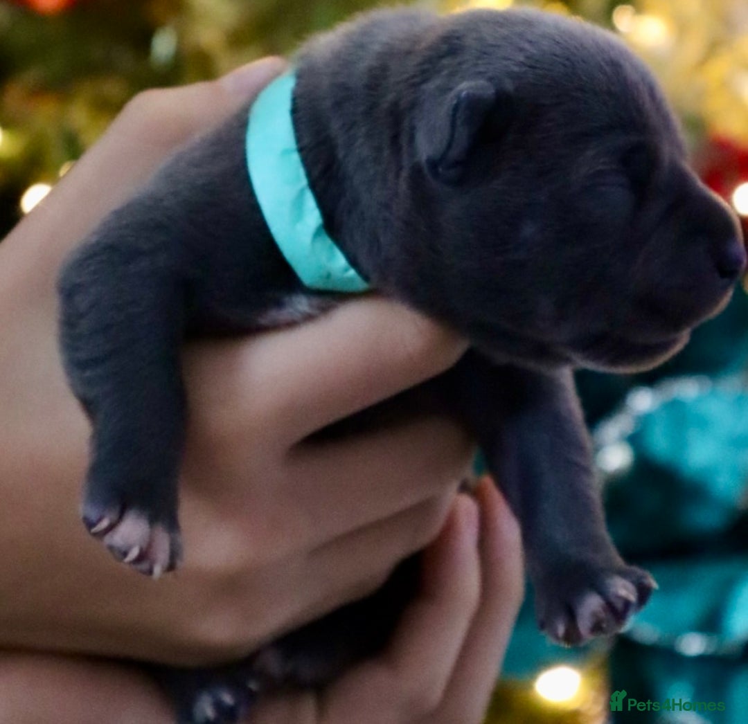 Staffordshire Bull Terrier dogs for sale: 6 blue Staffordshire bullterrier puppies for sale  - Advert 16