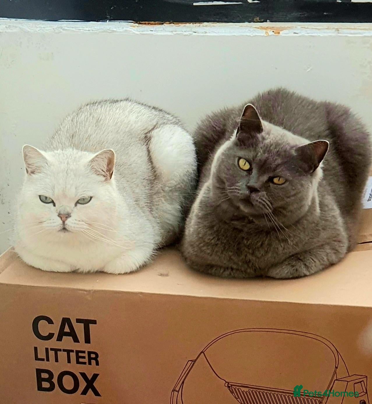 British Shorthair cats for sale: Bonded pair - Advert 10