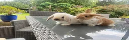 Mini Lop rabbits for sale: Mini lops - Advert 4