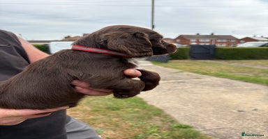 Sprocker dogs - Advert 5