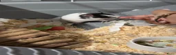 Hamster rodents for sale: Hamster for sale in Huddersfield - Advert 4