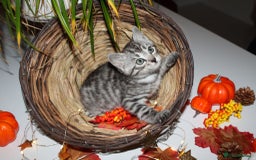 Bengal cats for sale:  Beautiful Bengal kittens  - Image 16
