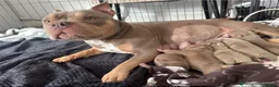 American Bully dogs for sale: American Pocket bully puppy’s  in Weymouth - Advert 6
