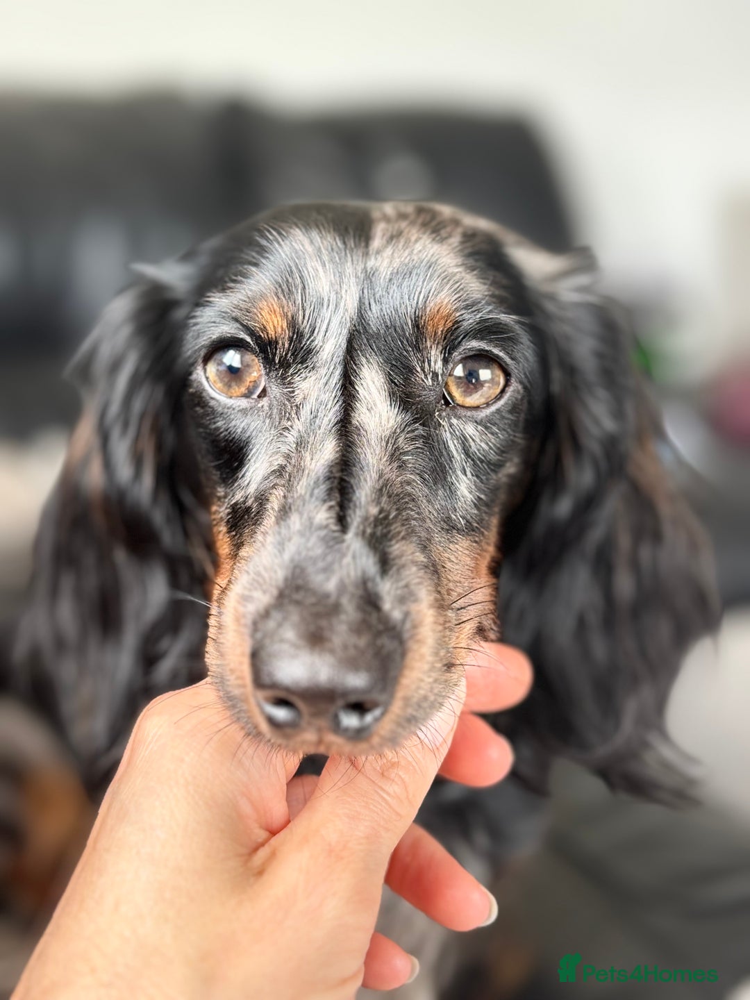 Miniature Dachshund dogs for stud:  Miniature long- haired dachshund proven stud - Advert 4