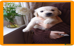 Golden Retriever dogs for sale: Golden Retriever Puppies - Mum & Dad family pets - Image 9