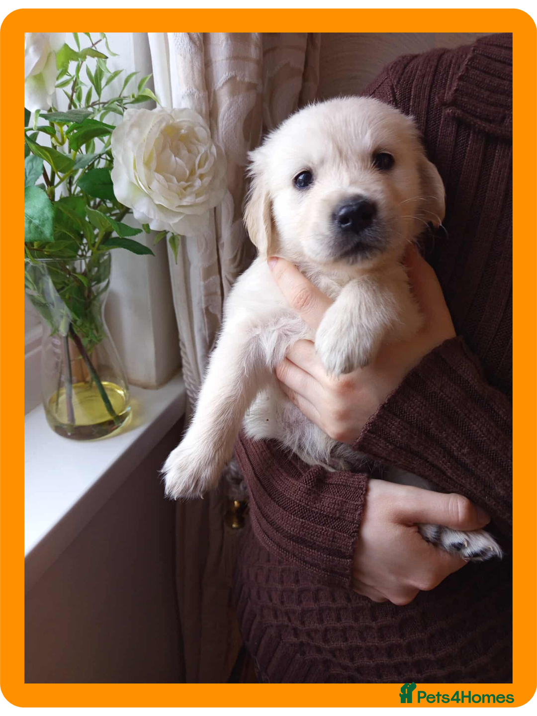 Golden Retriever dogs for sale: Golden Retriever Puppies - Mum & Dad family pets - Image 9