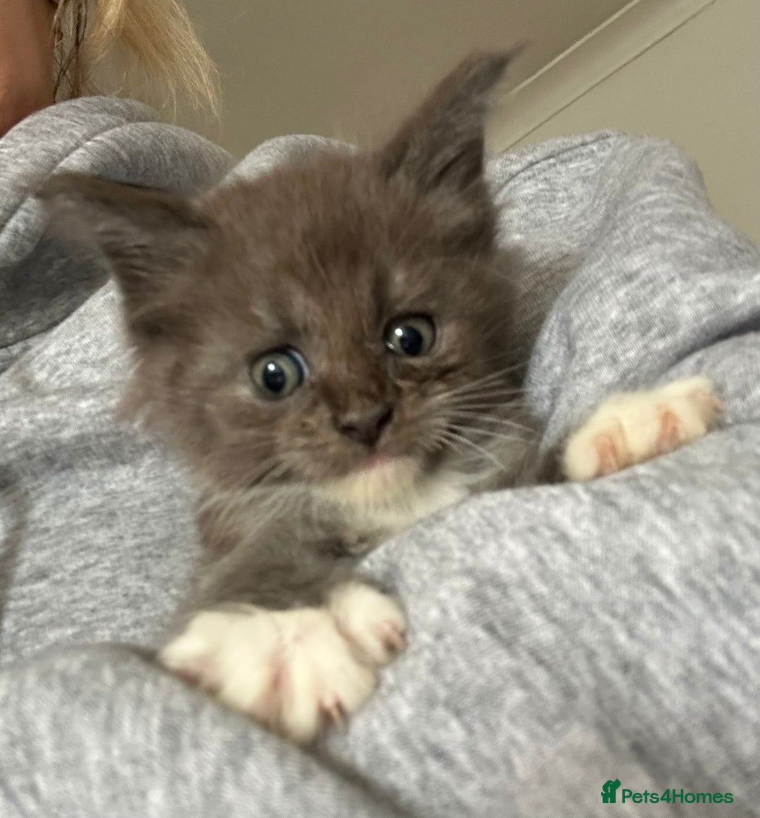 Maine Coon cats for sale: Maine coon kittens  - Advert 6