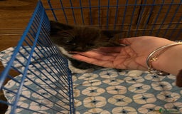 Mixed Breed cats for sale: 3 baby boys looking for their new homes , 4 weeks  - Image 3