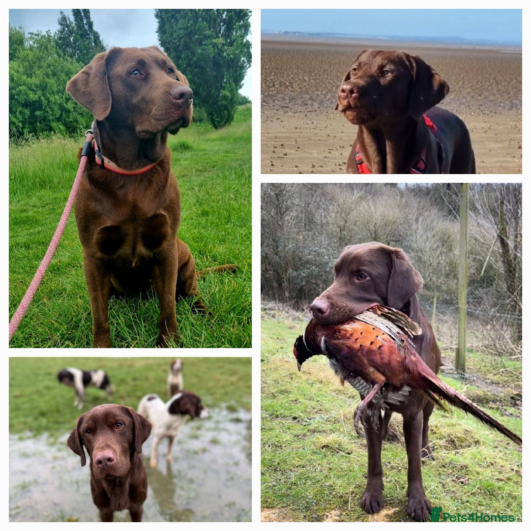 Labrador Retriever dogs for sale: Bundle of Chocolate Joy- Labrador Retrive Puppies - Image 21