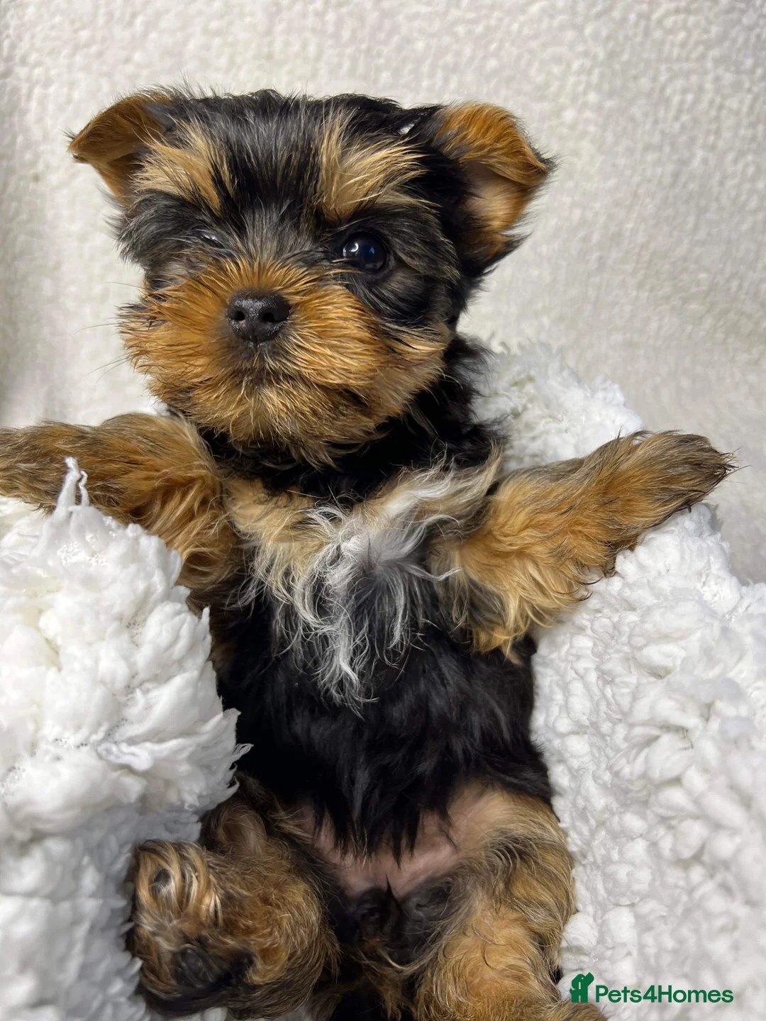 Yorkshire Terrier dogs for stud: Super small Yorkie with short muzzle DNA tested in Sheffield - Advert 16
