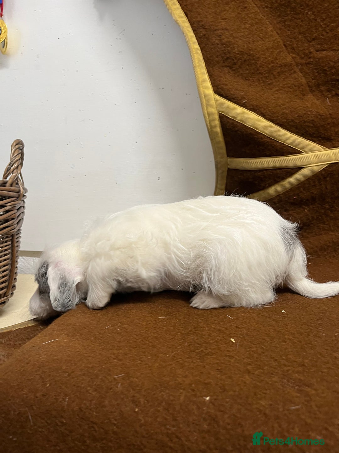 Jackapoo dogs for sale: Beautiful Jackapoo Puppies, READY NOW - Image 22