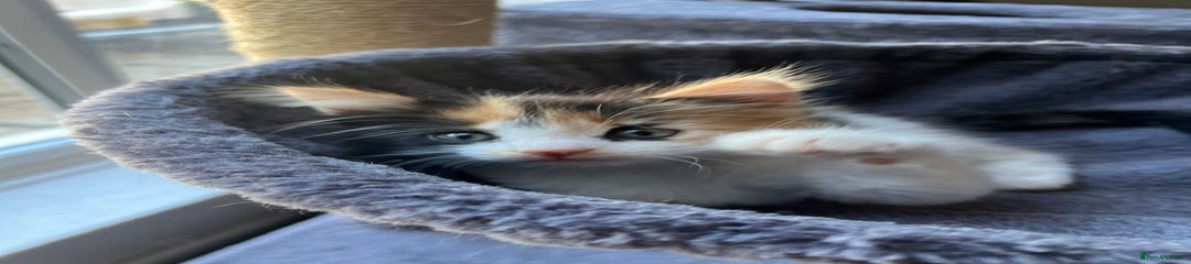Mixed Breed Kitten 4
