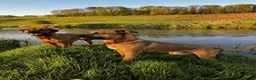 Rhodesian Ridgeback dogs for sale: 5YO Female Rhodesian Ridgeback - Advert 2