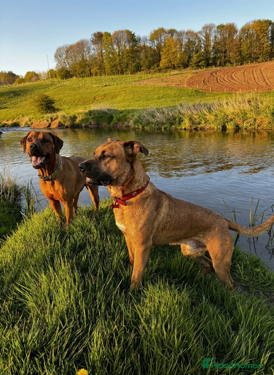 Rhodesian Ridgeback dogs for sale: 5YO Female Rhodesian Ridgeback - Advert 2