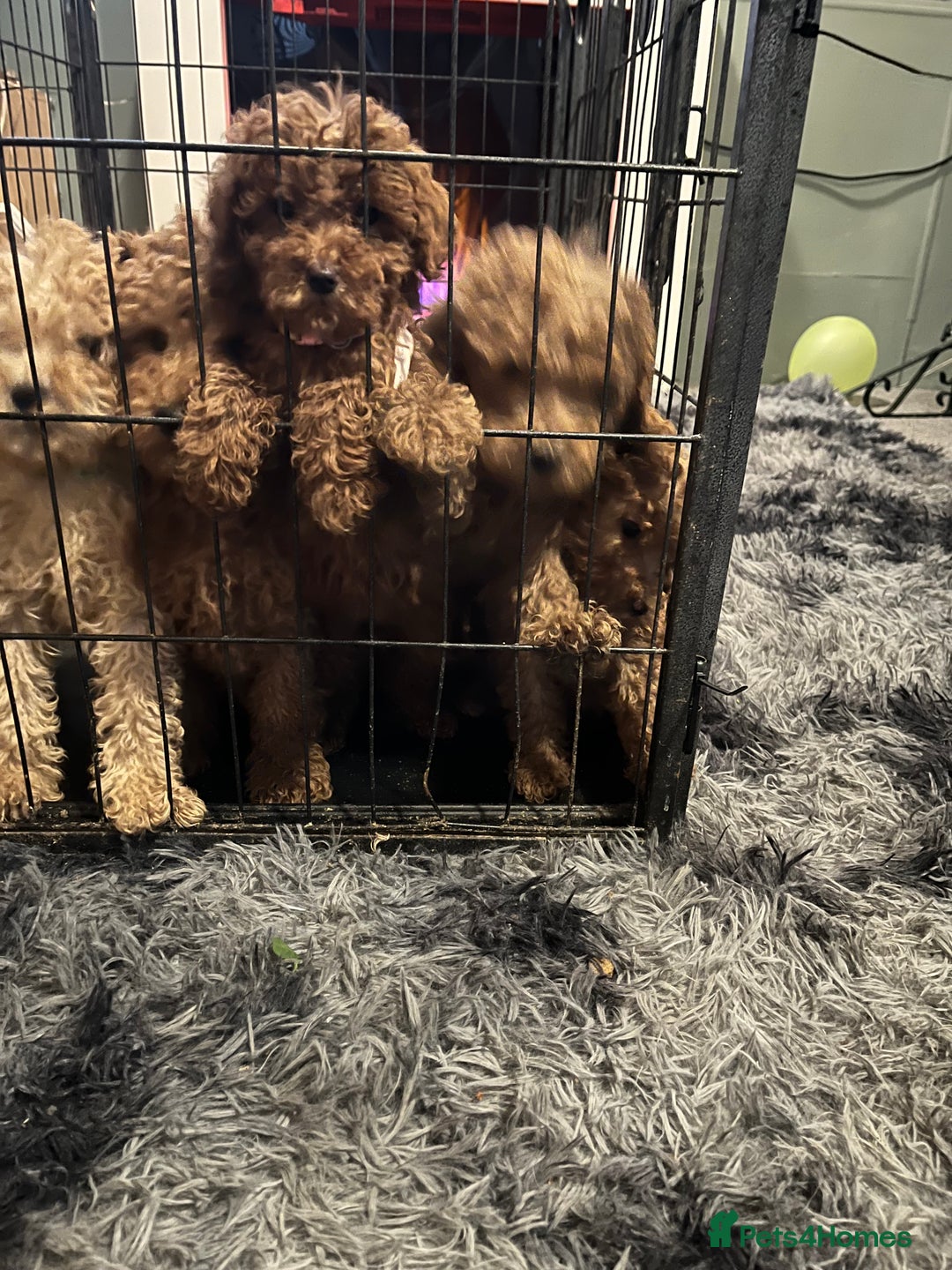 Mini Goldendoodle dogs for sale: Mini golden doodle f1b - Advert 3