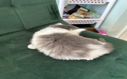 British Longhair cats for sale: Fluffy little angels  - Image 18