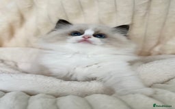 Ragdoll cats for sale: Exquisite Seal Bicolour Ragdoll Boys dolly face - Image 15