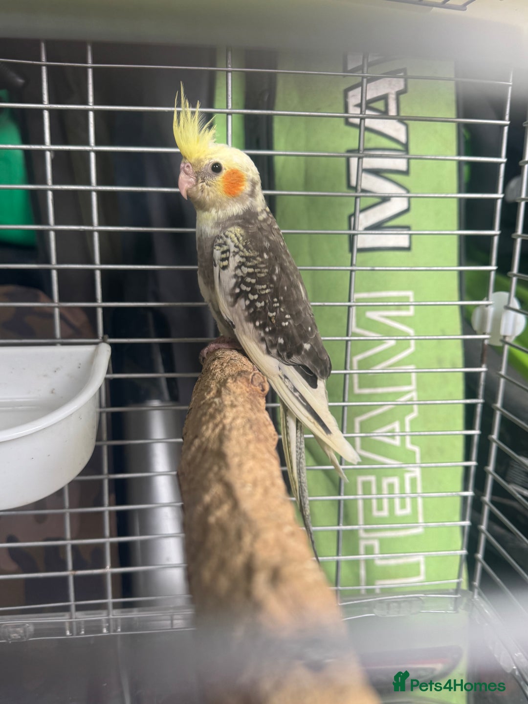 Cockatiels birds for sale: Baby cockatiels  - Image 3