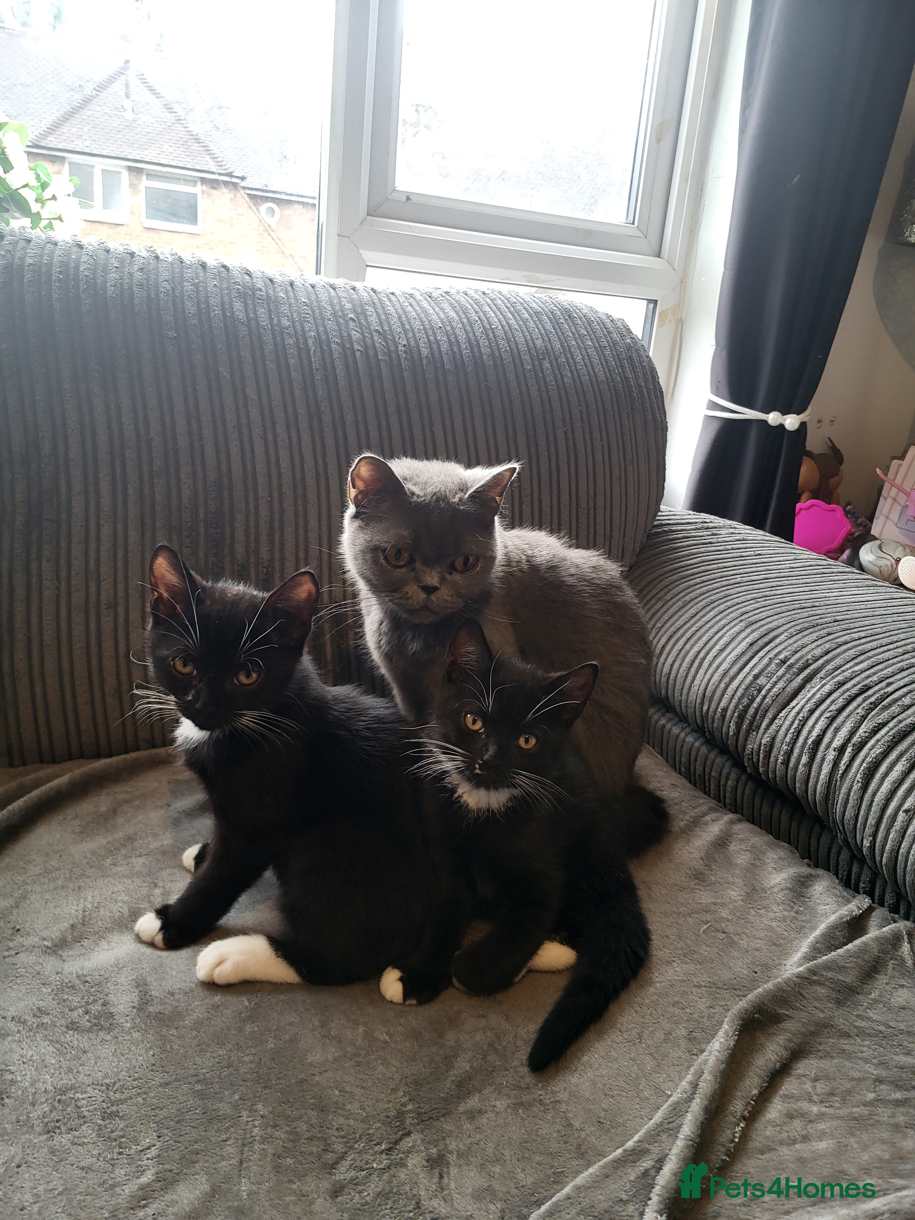 British Shorthair cats 2x hilarious brothers for sale (30) - Advert 1