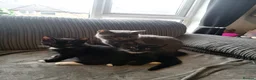 British Shorthair cats for sale: 2x hilarious brothers for sale (30) - Advert 1