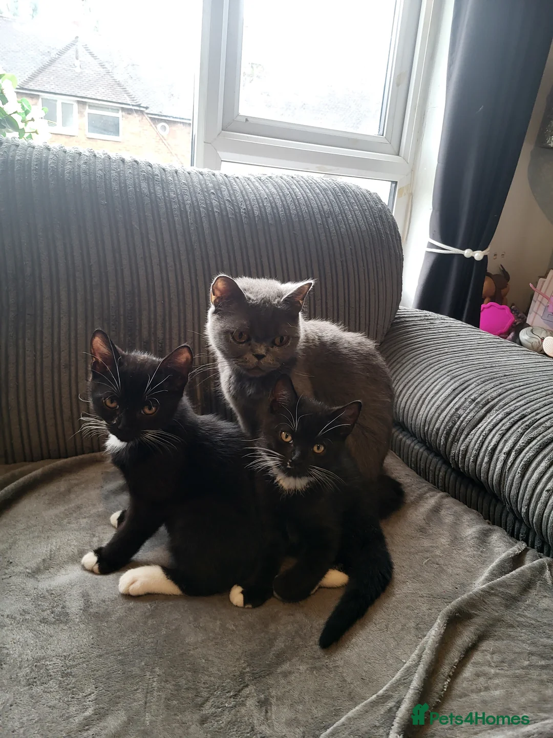 British Shorthair cats for sale: 2x hilarious brothers for sale (30) - Advert 1