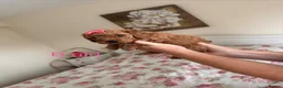 Cavapoo dogs for sale: Cavapoo puppies - Advert 7