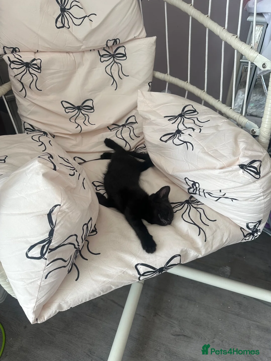 Mixed Breed cats for sale: Two kittens  - Advert 2