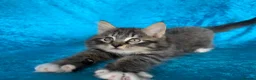 Norwegian Forest Cat cats for sale: Norwegian Forest boys - Advert 10