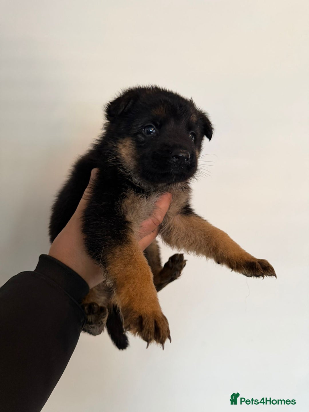 German Shepherd dogs for sale: German Shepard puppies  - Advert 7