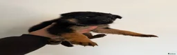 German Shepherd dogs for sale: German Shepard puppies  - Advert 13